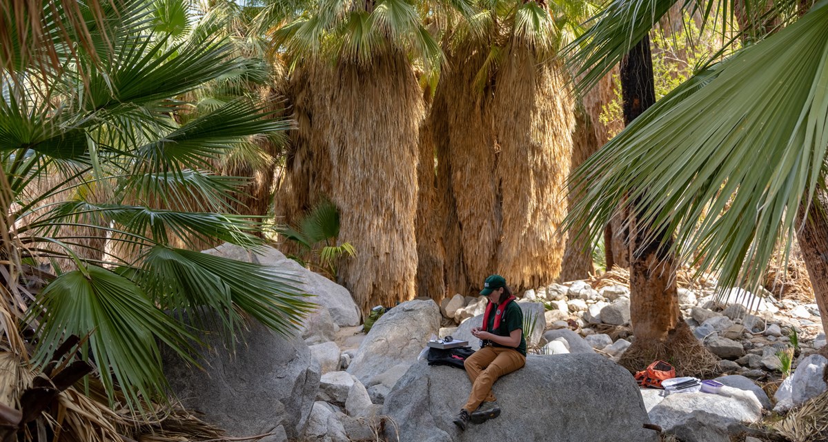 Woman with data sheet sitting on a rock under palm trees.