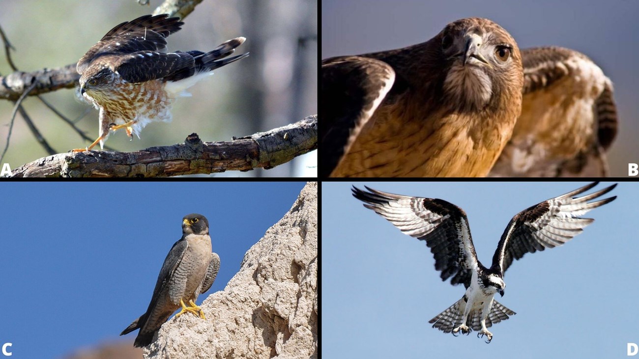 Grid of four images: A: Sharp-shinned hawk, B: Red-tailed Hawk, C: Peregrine Falcon, D: Osprey