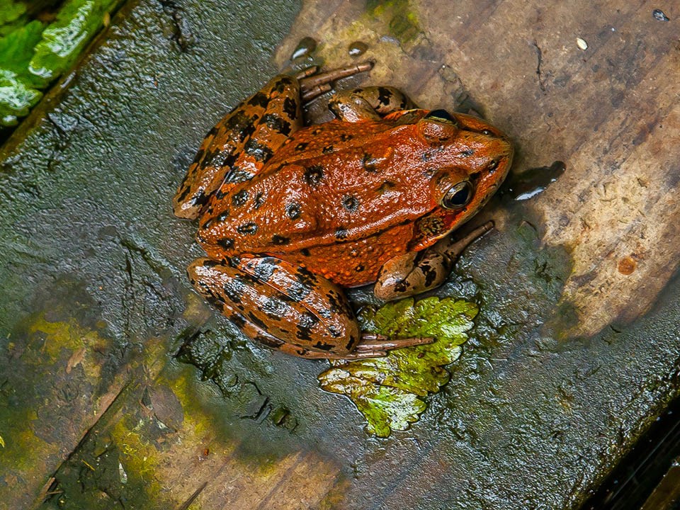 Red-legged frog squats in wet, mossy habitat at Mori Point.