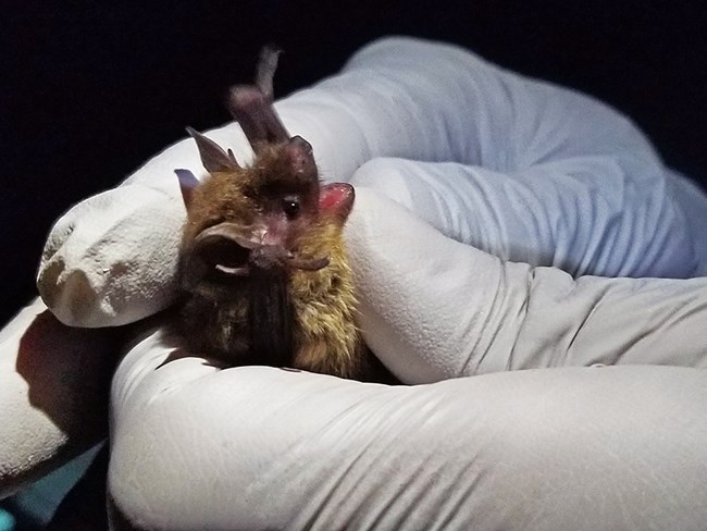 White gloved hands hold a tiny, furry bat