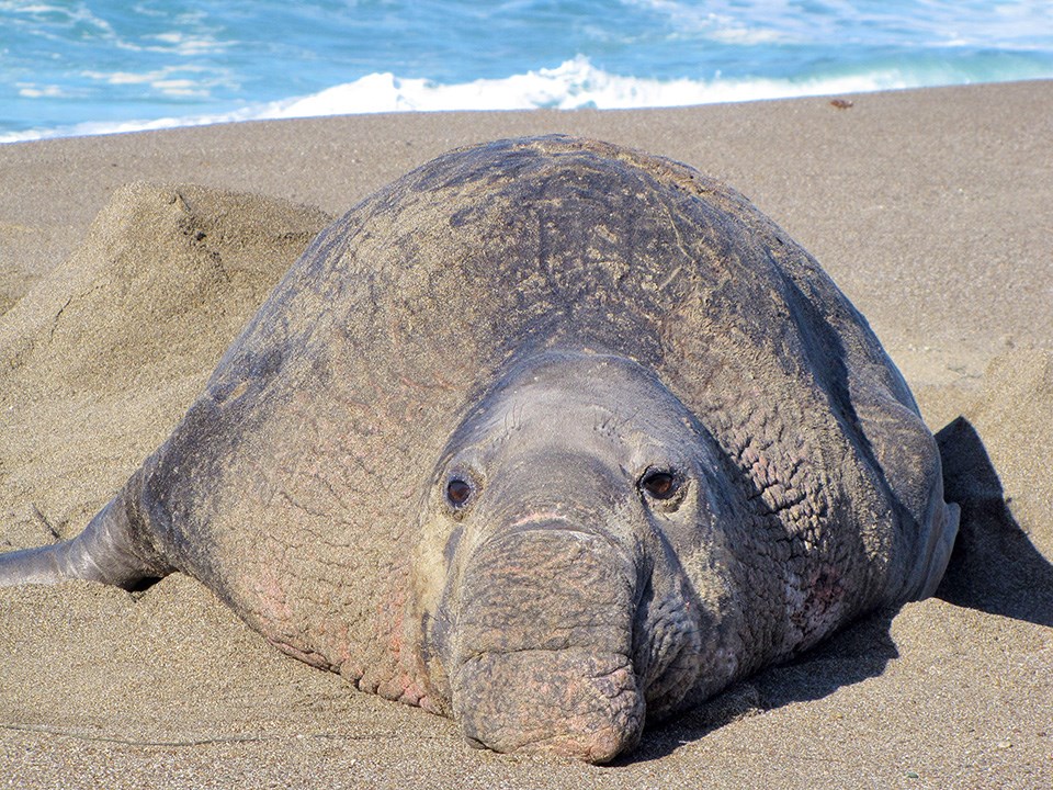 Bull elephant seal on South Beach