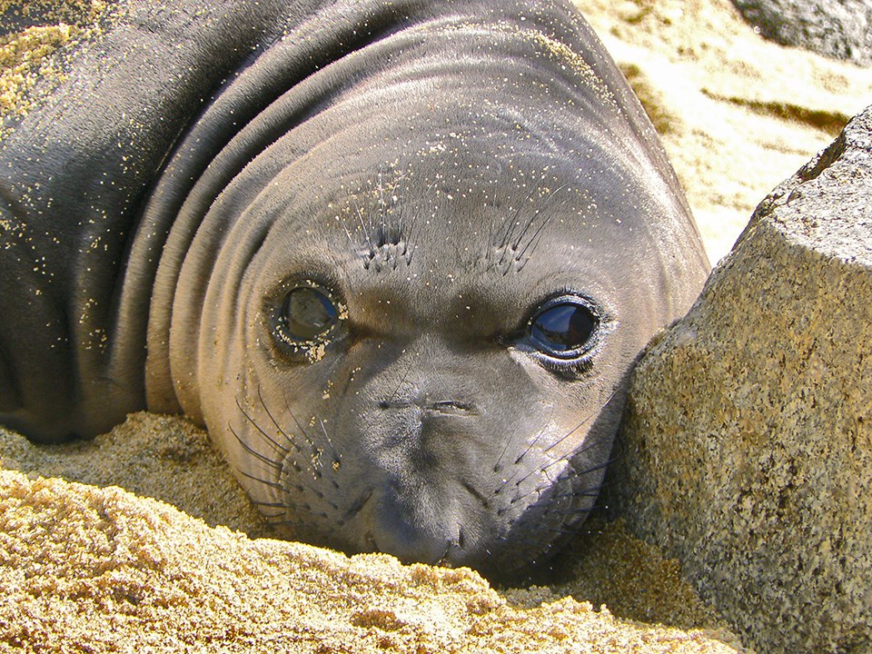 Weaned elephant seal pup at Point Reyes National Seashore