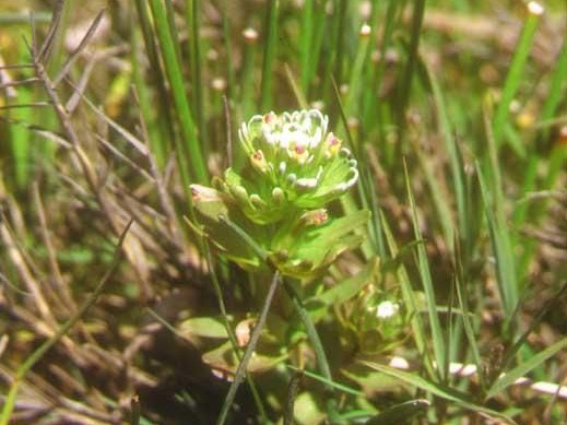 Humboldt Bay owl’s clover, a rare species, blooms at Point Reyes..