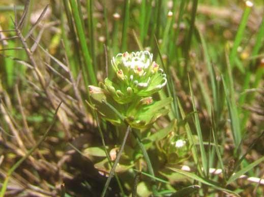 Short Owl's Clover Humboldt Bay owl’s clover, a rare species, blooms at Point Reyes..