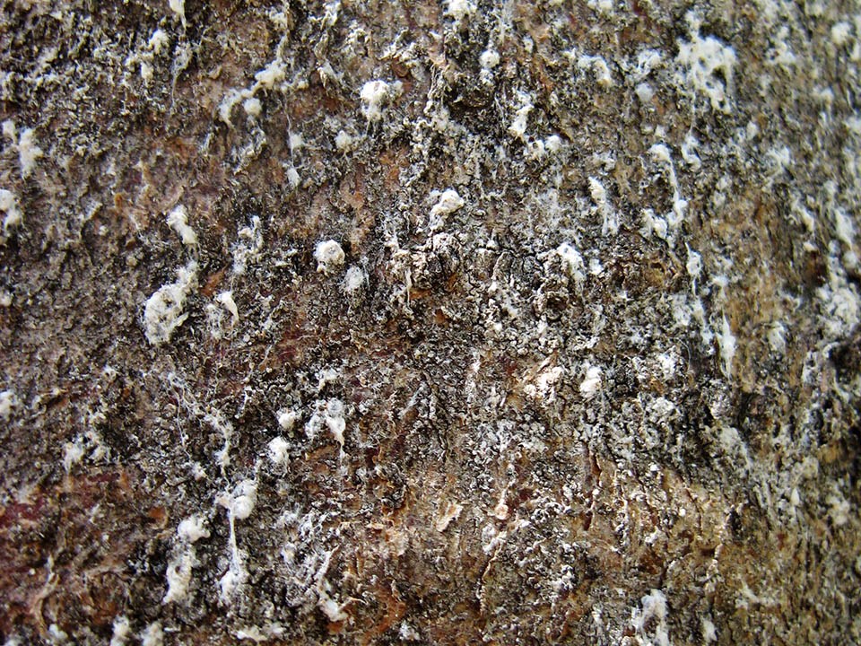 Close up of a tree trunk covered in with insects appearing as a tiny, white, cotton balls