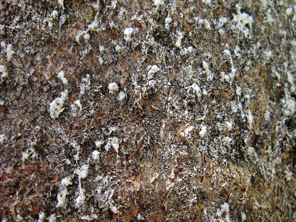 Balsam woolly adelgid stem infestation Close up of a tree trunk covered in with insects appearing as a tiny, white, cotton balls
