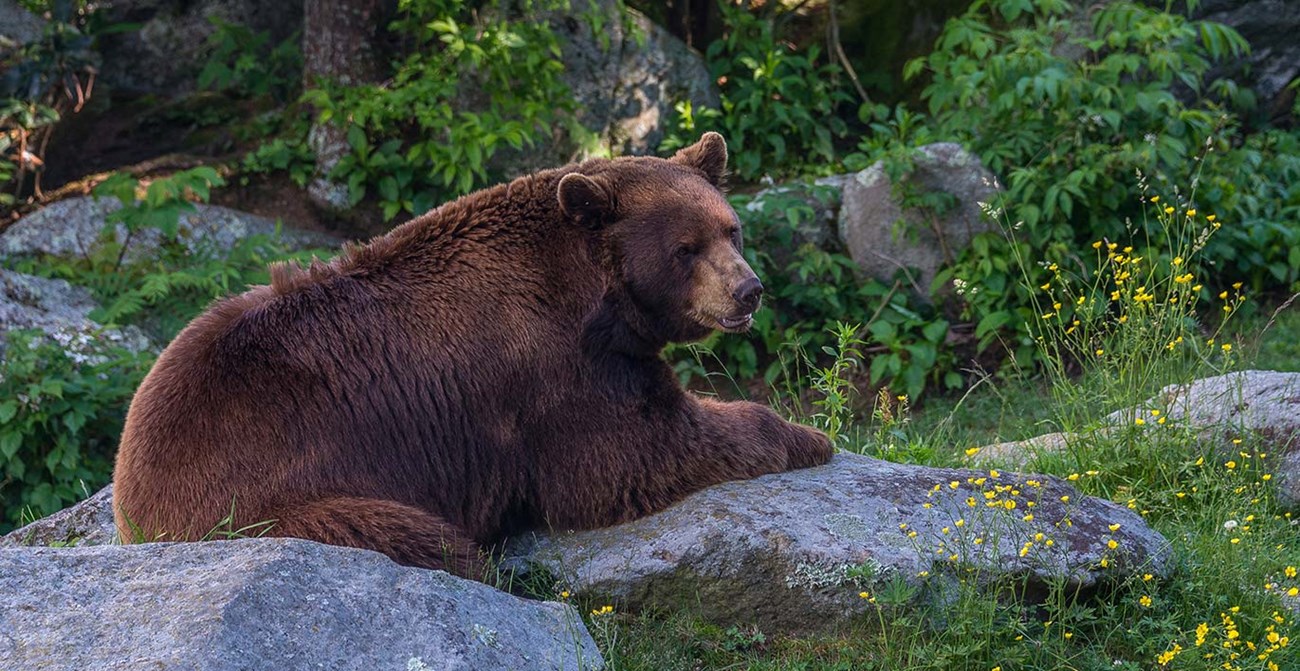 A black bear lying on boulders at the edge of the forest.