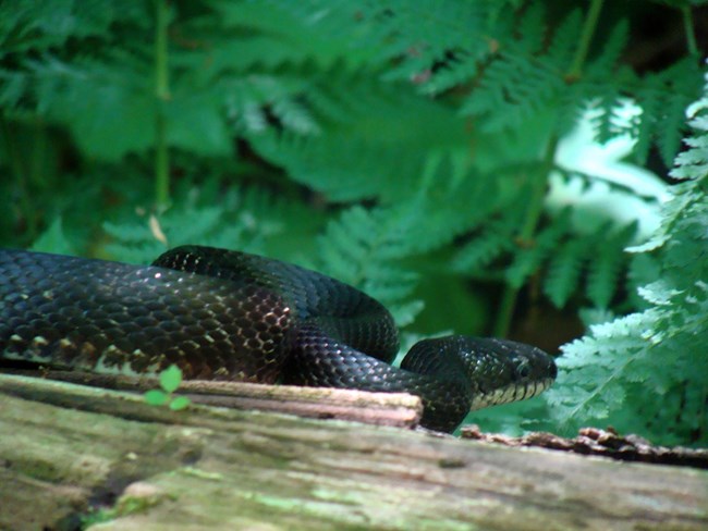 A snake coiled in lush greenery.