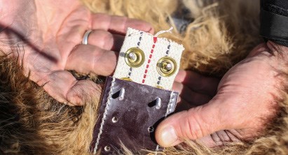 a leather and cloth collar is secured around a bear