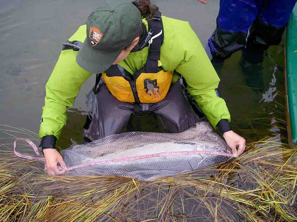 A researcher measures a coho salmon.