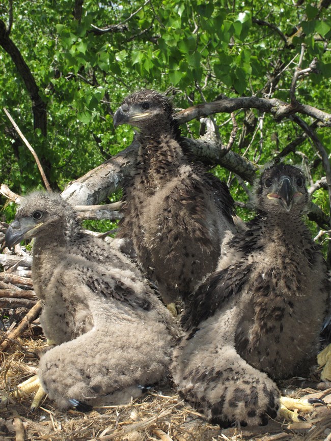 5-week-old eaglets