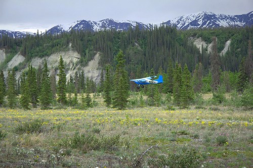 A blue push plane takes off over a level areas with conifers and yellow flowers.