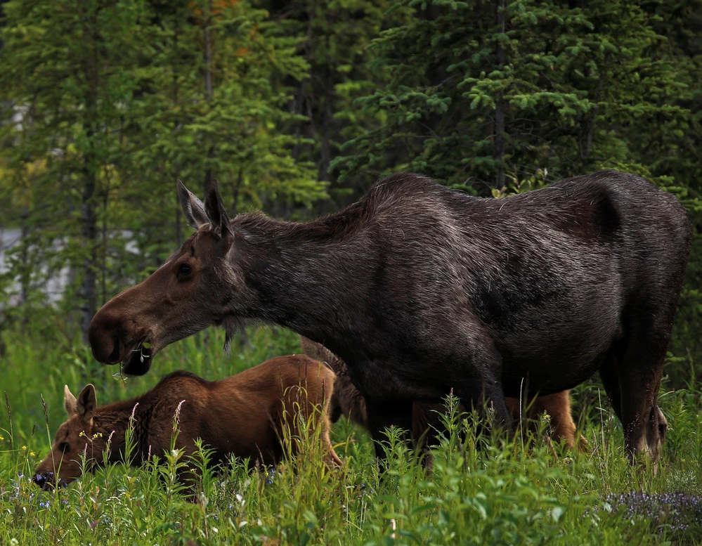Moose An adult female moose with a calf walking in tall green grass with conifers in the background.