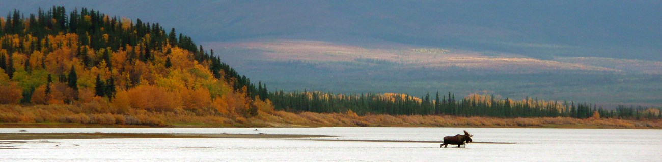 A bull moose crossing the Kobuk River, Kobuk Valley National Park, Alaska.