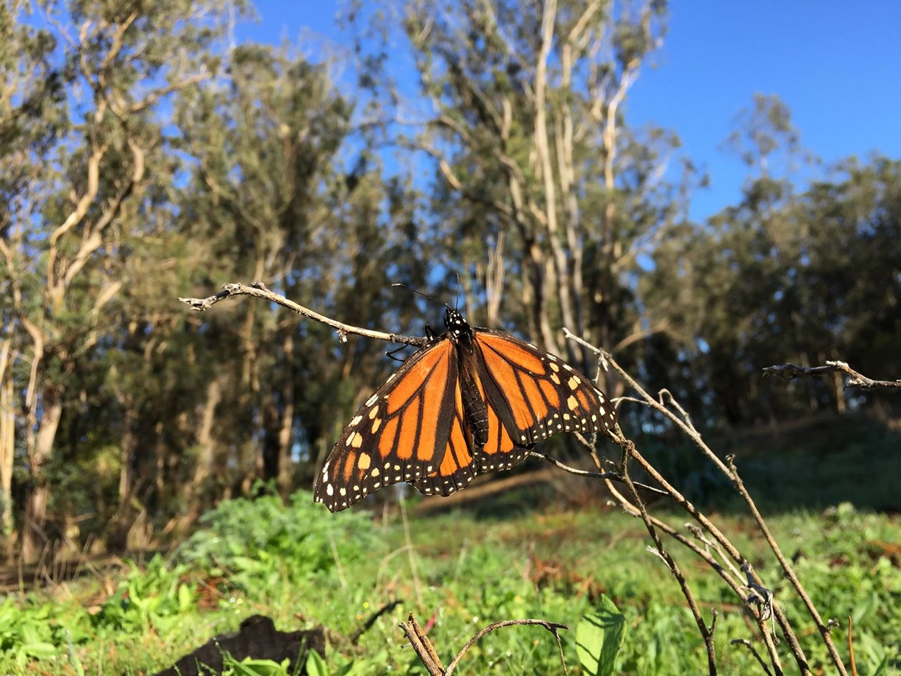 Orange and black butterfly resting on a twig. Eucalyptus trees stand in the background.