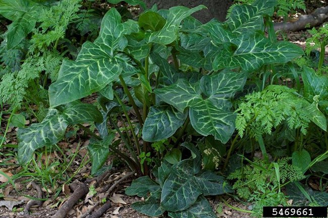 White-veined glossy green leaves of Italian arum plant.