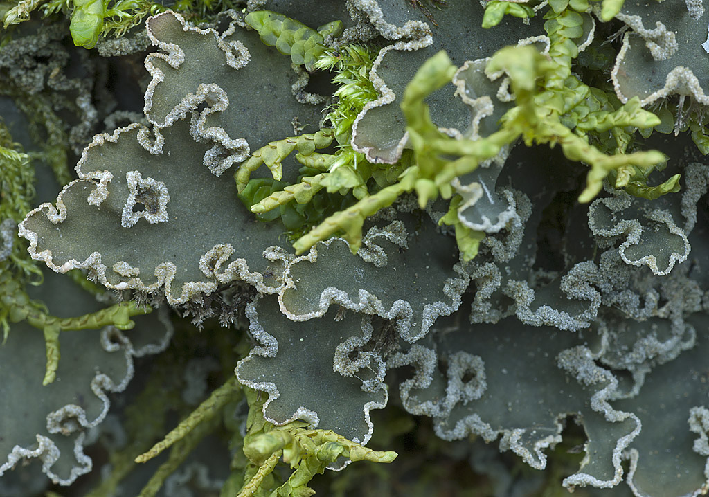 Lichenes About Lichens