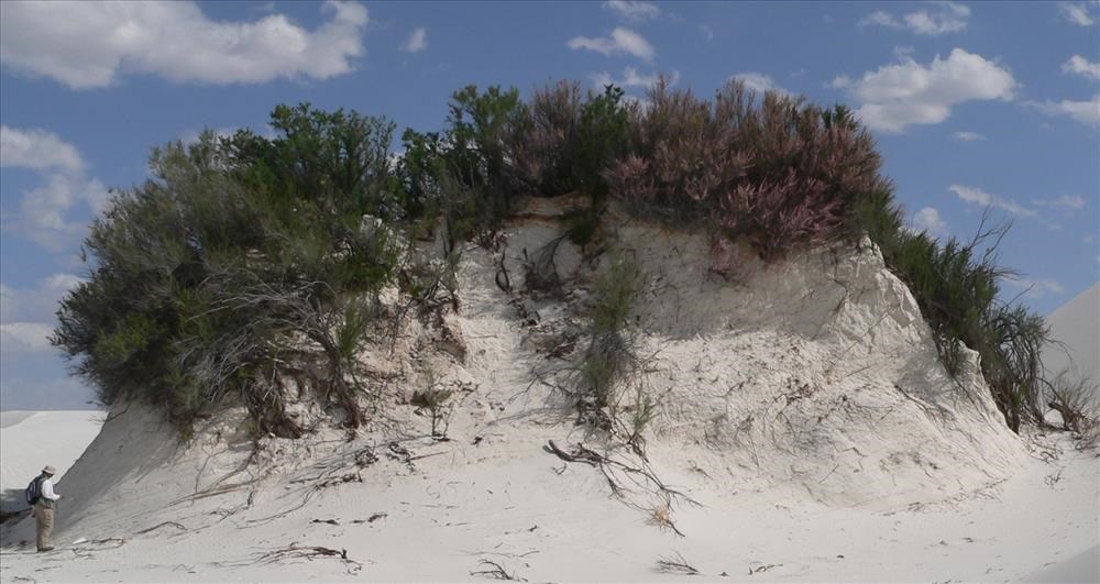 A wide shot of a large sand dune with a fieldworker studying it on the far left. A wide shot of a large sand dune with a fieldworker studying it on the far left.
