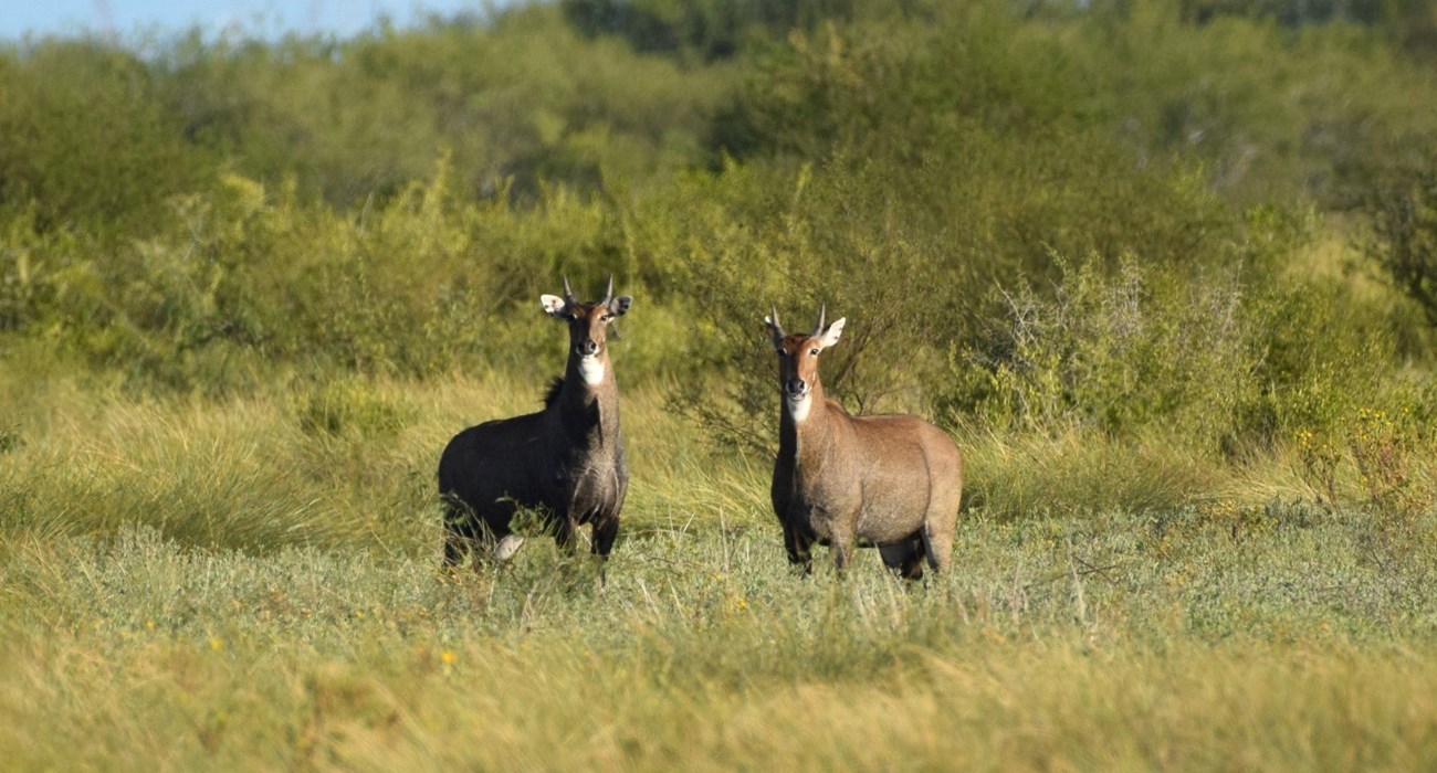 Two male nilgai stand in a field looking towards the camera with shrubs behind them.