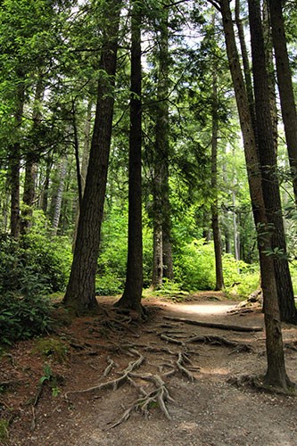 A trail leads into a leafy, green forest