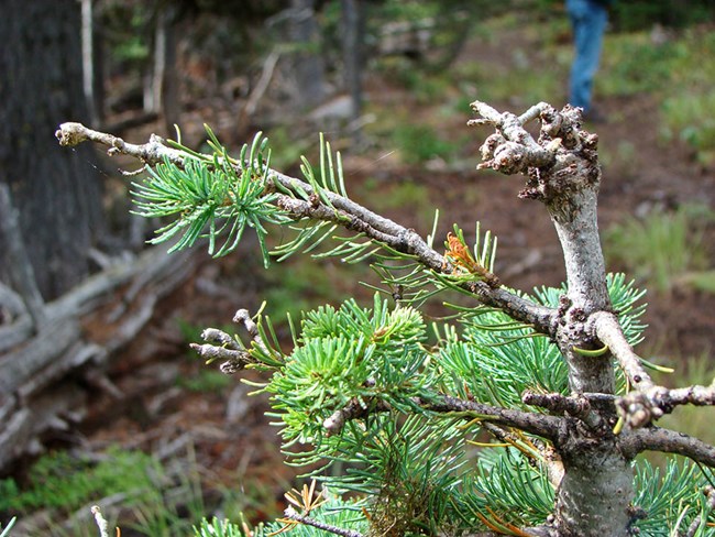 Treetop balsam woolly adelgid gout Multiple swellings at the top of a young tree, preventing the growth of new shoots