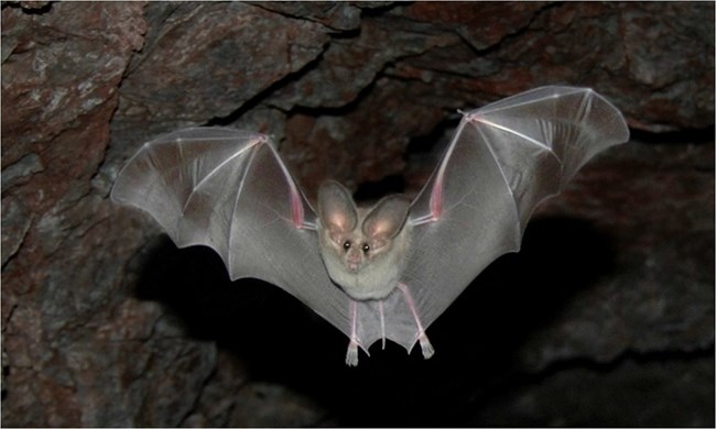 A bat flying out of a cave.
