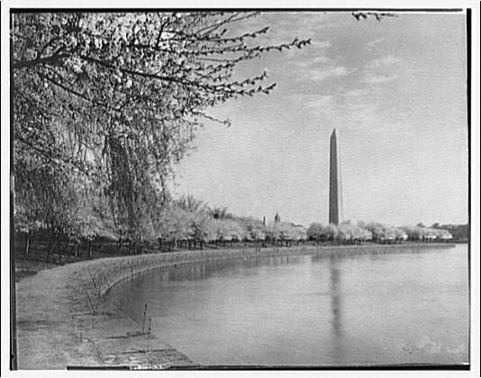 Black and white photo of blooming cherry trees along body of water.