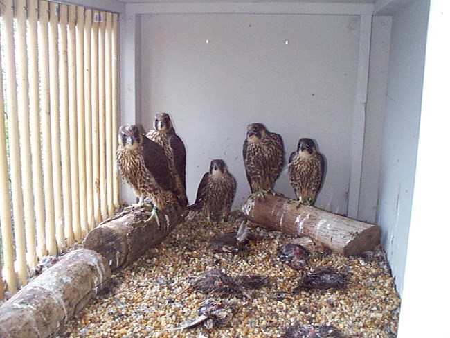 young peregrine falcons in hackbox at Harpers Ferry NHP five young peregrine falcons in a hackbox
