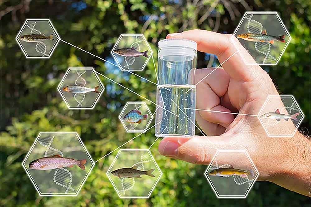 A graphic showing fish DNA in a vial of water.