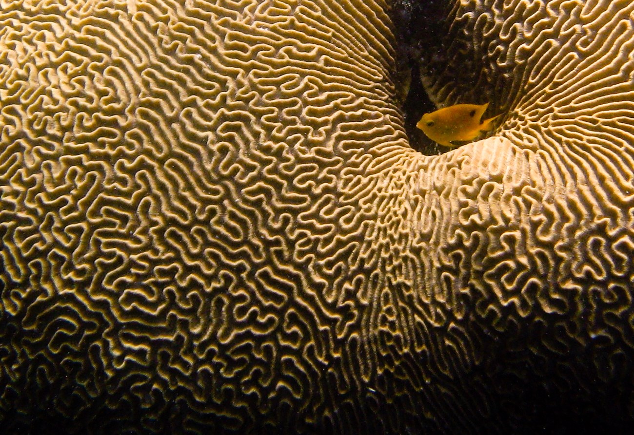 A yellow fish swims near a coral