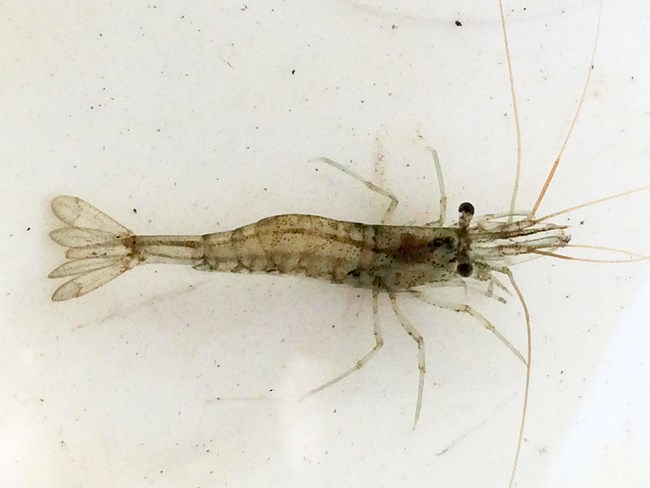 Overhead view of a small, mostly translucent shrimp at the bottom of a white bucket of water