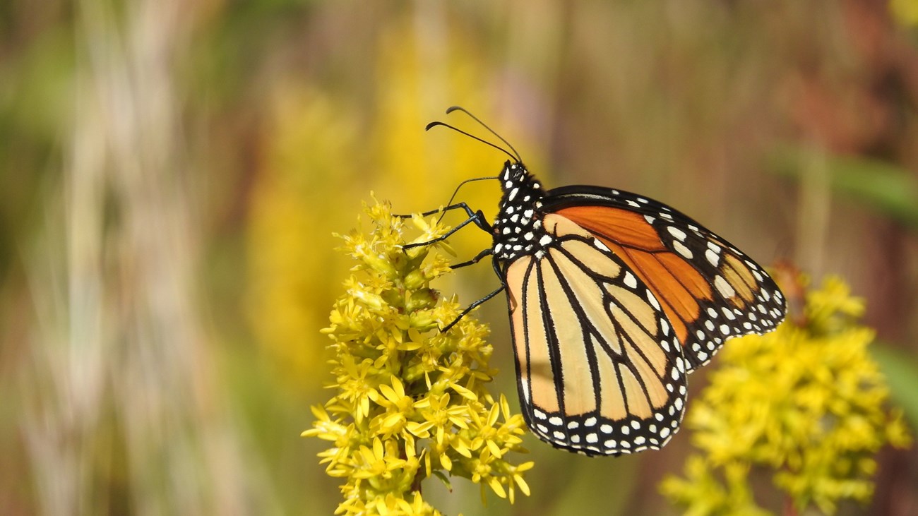 A monarch butterfly feeds on yellow flowers.