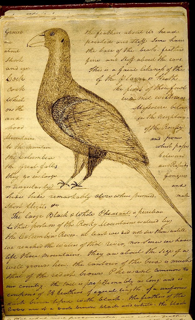William Clark's journal - sage grouse Clark's drawing and description of a sage grouse