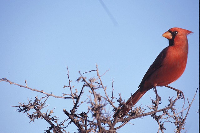 Northern Cardinal Red colored Cardinal perched on a tree branch.