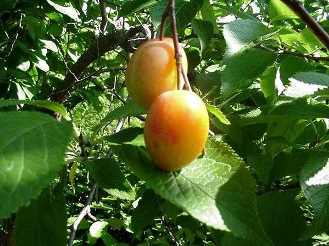 Osage Plum Tree MO Tree