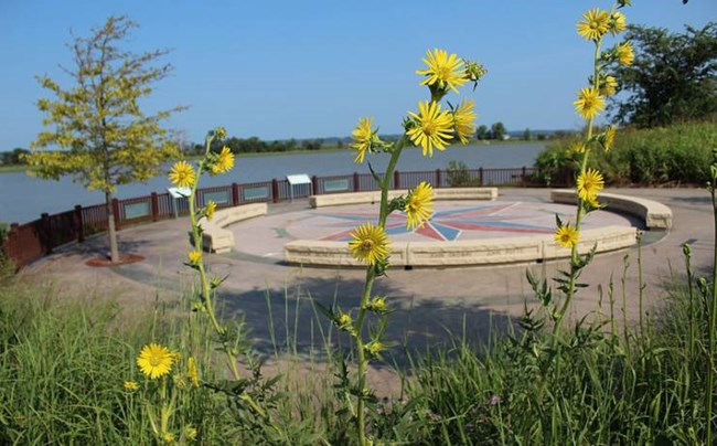 654 wildflowers
