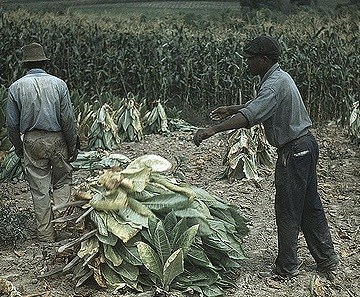 two men stacking tobacco leaves in a field