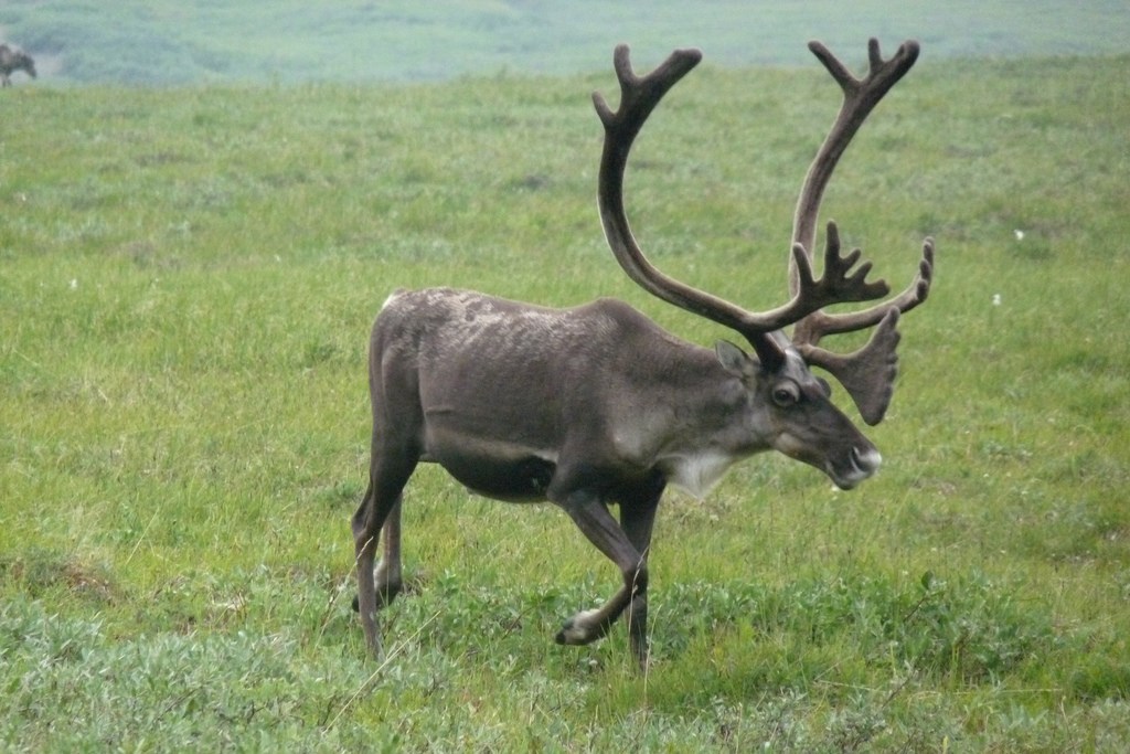 A single caribou grazes on the lush, green tundra on a hazy, gray day.