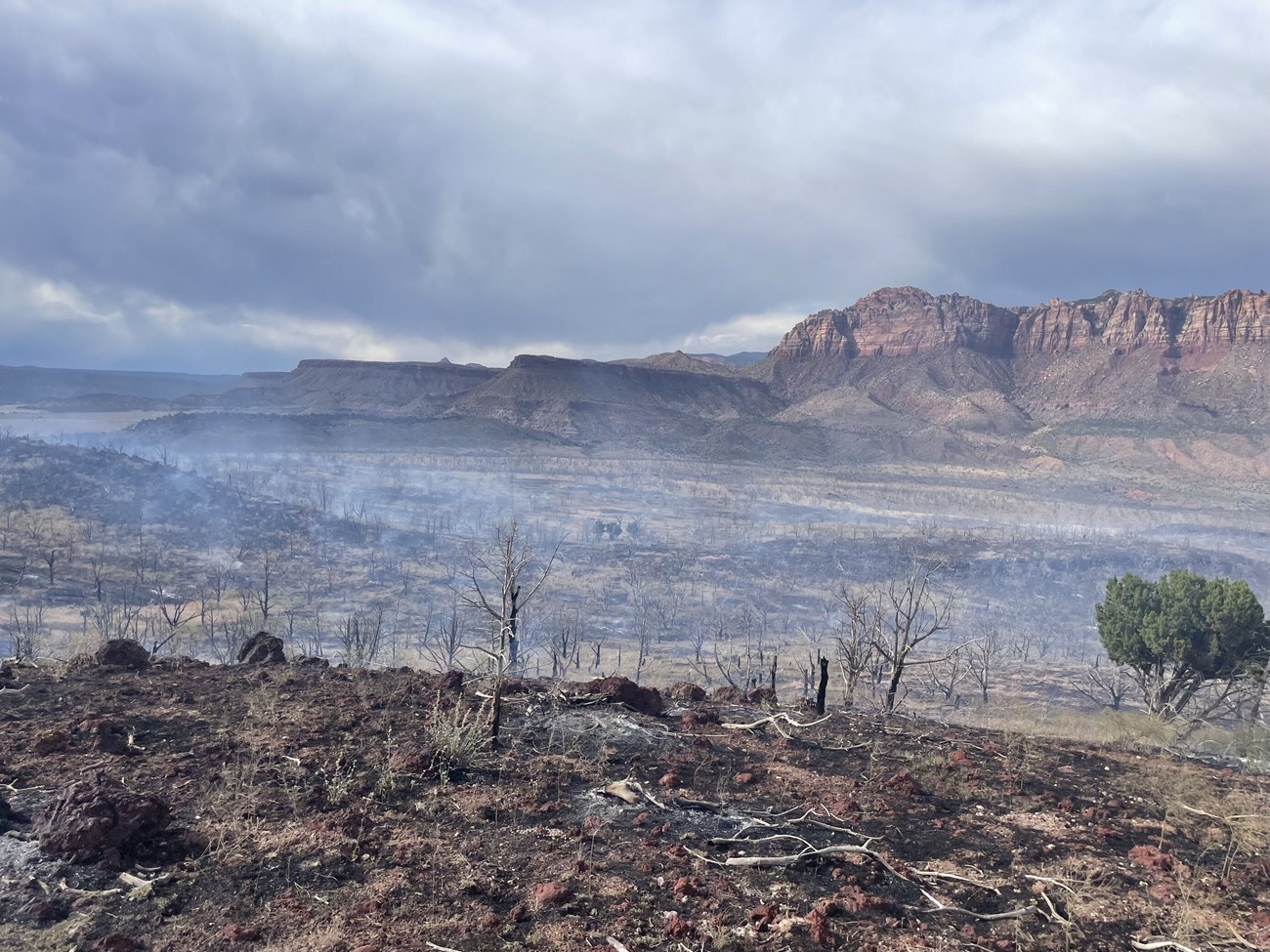 A barren landscape with smoky, charred trees, and red rock cliffs in the background. A barren landscape with smoky, charred trees, and red rock cliffs in the background.