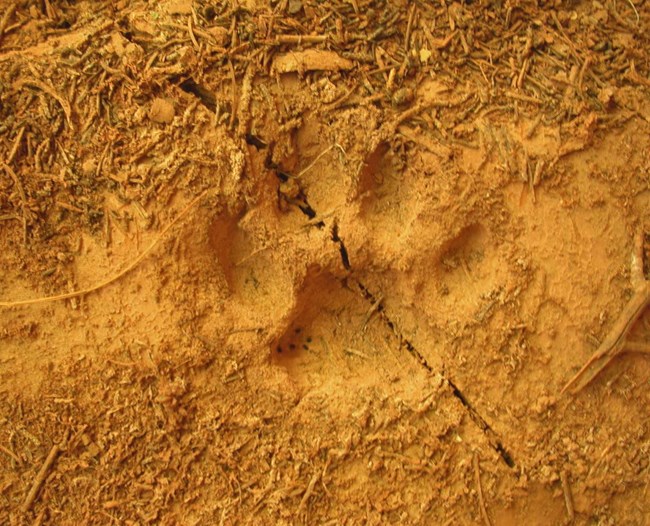 A mountain lion track in dry, reddish soil.
