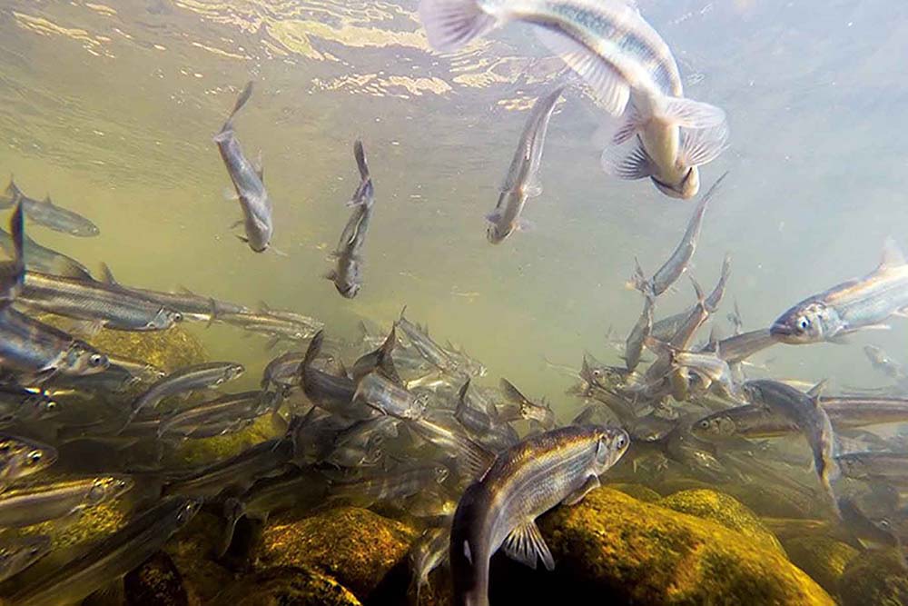 Eulachon: A Little Fish with Many Names and a Big Ecological Impact (U.S.  National Park Service)