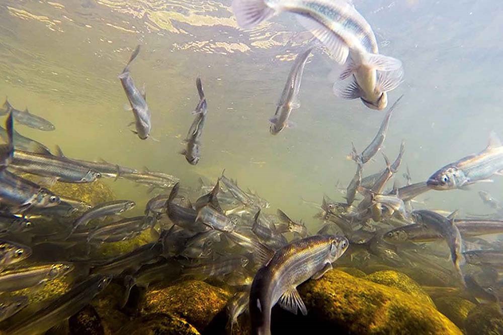 A school of hooligan in a river.