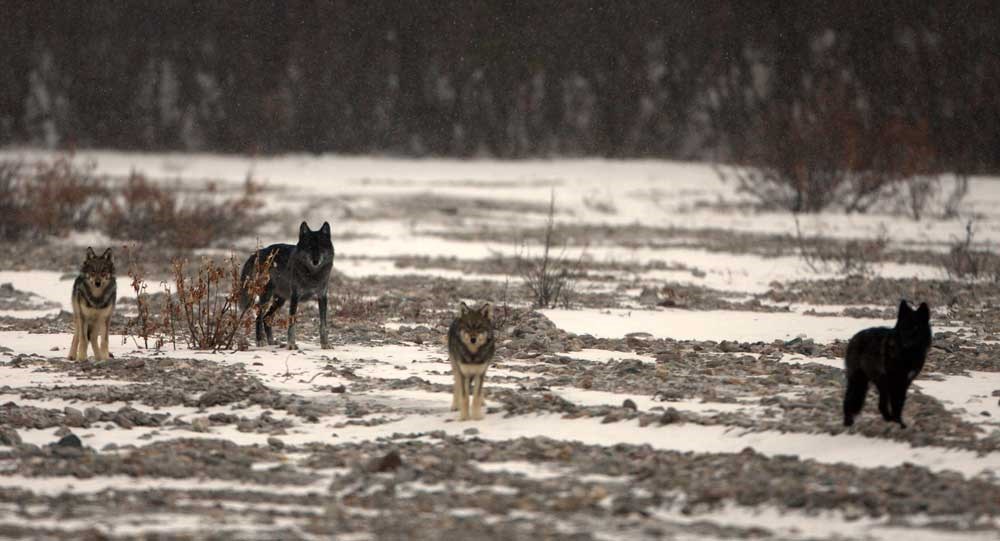 two black and two grey wolves standing in a snowy, gravelly field