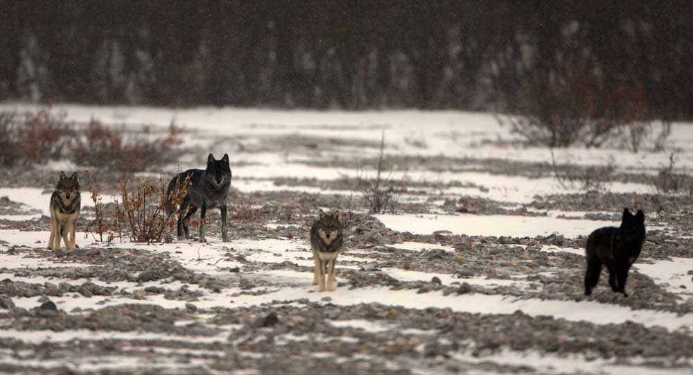 Denali Wolves two black and two grey wolves standing in a snowy, gravelly field