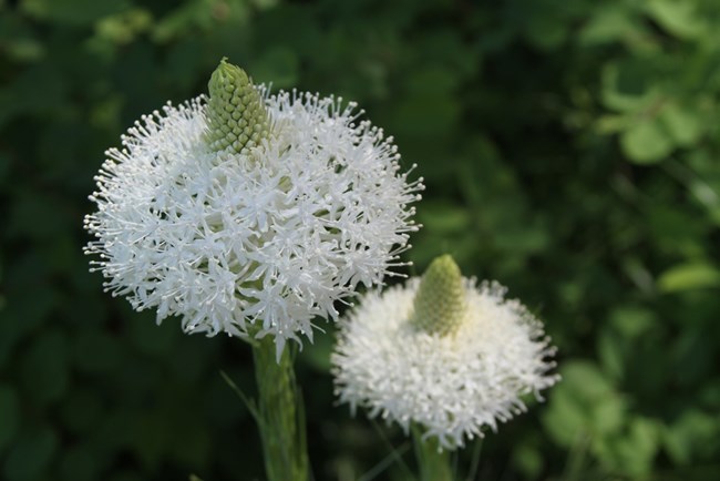 beargrass plant