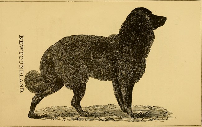 newfoundland dog