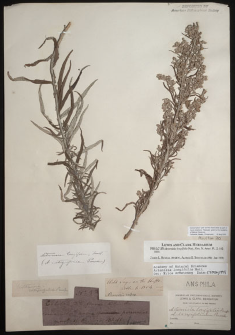 717 long leafed sage