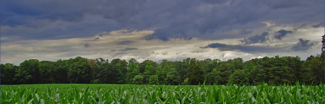 Storm clouds over a green corn field at the Adams Farm Storm clouds over a green corn field at the Adams Farm