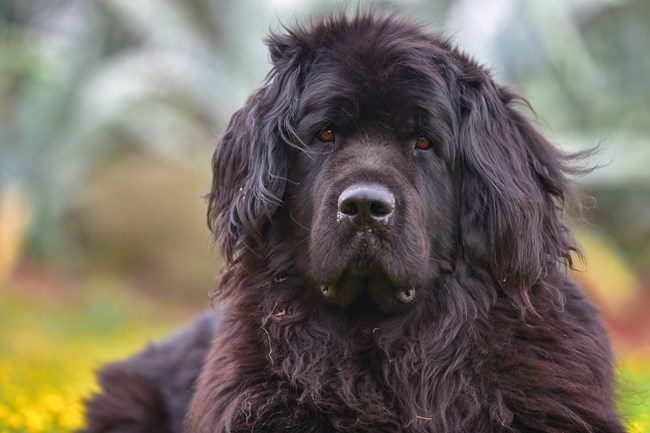 newfoundland dog