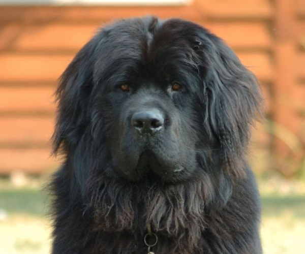 722 photo of newfoundland dog